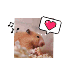 キンクマのきなこちゃんと仲間たち（個別スタンプ：29）