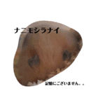 キンクマのきなこちゃんと仲間たち（個別スタンプ：32）