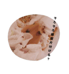キンクマのきなこちゃんと仲間たち（個別スタンプ：33）