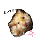 キンクマのきなこちゃんと仲間たち（個別スタンプ：35）