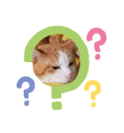 レインボーwhoにゃん（個別スタンプ：6）