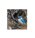 美しい幻の野鳥写真グラビア撮影幸せな白鳥（個別スタンプ：5）