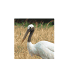 美しい幻の野鳥写真グラビア撮影幸せな白鳥（個別スタンプ：8）