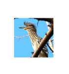 美しい幻の野鳥写真グラビア撮影幸せな白鳥（個別スタンプ：35）