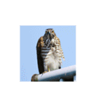 美しい幻の野鳥写真グラビア撮影幸せな白鳥（個別スタンプ：36）