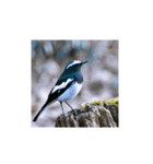 美しい幻の野鳥写真グラビア撮影幸せな白鳥（個別スタンプ：39）