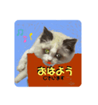 猫ちゃんの日常癒される毎日♯3（個別スタンプ：1）