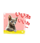 猫ちゃんの日常癒される毎日♯3（個別スタンプ：5）