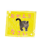 猫ちゃんの日常癒される毎日♯3（個別スタンプ：7）