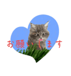 猫ちゃんの日常癒される毎日♯3（個別スタンプ：8）