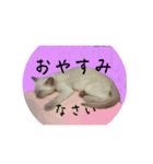 猫ちゃんの日常癒される毎日♯3（個別スタンプ：9）
