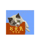 猫ちゃんの日常癒される毎日♯3（個別スタンプ：10）