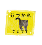 猫ちゃんの日常癒される毎日♯3（個別スタンプ：11）