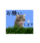 猫ちゃんの日常癒される毎日♯3（個別スタンプ：12）