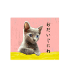 猫ちゃんの日常癒される毎日♯3（個別スタンプ：13）