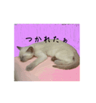 猫ちゃんの日常癒される毎日♯3（個別スタンプ：14）
