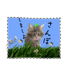 猫ちゃんの日常癒される毎日♯3（個別スタンプ：16）