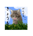 猫ちゃんの日常癒される毎日♯3（個別スタンプ：20）