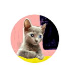 猫ちゃんの日常癒される毎日♯3（個別スタンプ：21）
