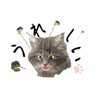 猫ちゃんの日常癒される毎日♯3（個別スタンプ：23）