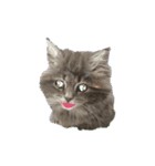 猫ちゃんの日常癒される毎日♯3（個別スタンプ：24）