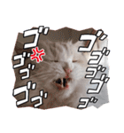 ラガマフィンの風太くん その2（個別スタンプ：13）