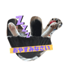 ファンキーはちくん（個別スタンプ：5）