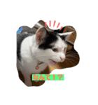 ファンキーはちくん（個別スタンプ：6）