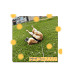 柴犬 山口ぽん太0719（個別スタンプ：2）
