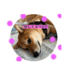 柴犬 山口ぽん太0719（個別スタンプ：4）