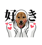 柴犬 山口ぽん太0719（個別スタンプ：10）