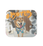 柴犬 山口ぽん太0719（個別スタンプ：15）