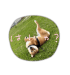 柴犬 山口ぽん太0719（個別スタンプ：16）