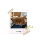 柴犬 山口ぽん太0719（個別スタンプ：17）
