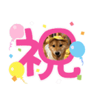 柴犬 山口ぽん太0719（個別スタンプ：18）