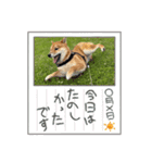 柴犬 山口ぽん太0719（個別スタンプ：19）