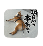 柴犬 山口ぽん太0719（個別スタンプ：20）