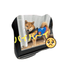 柴犬 山口ぽん太0719（個別スタンプ：21）