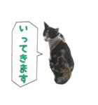 《実写版》ゆる猫の日常あいさつ（個別スタンプ：2）