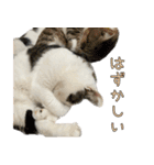 《実写版》ゆる猫の日常あいさつ（個別スタンプ：27）