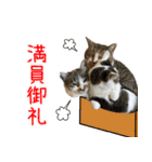 《実写版》ゆる猫の日常あいさつ（個別スタンプ：28）