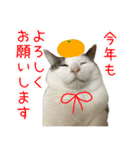 《実写版》ゆる猫の日常あいさつ（個別スタンプ：35）