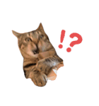会話に参加する猫のスタンプ（個別スタンプ：7）