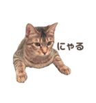 会話に参加する猫のスタンプ（個別スタンプ：9）