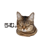 会話に参加する猫のスタンプ（個別スタンプ：14）