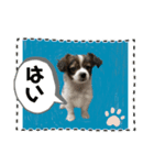 わんちゃんの毎日癒される♯1（個別スタンプ：1）