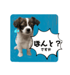 わんちゃんの毎日癒される♯1（個別スタンプ：2）