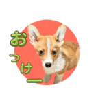 わんちゃんの毎日癒される♯1（個別スタンプ：5）
