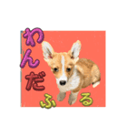 わんちゃんの毎日癒される♯1（個別スタンプ：6）