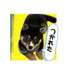 わんちゃんの毎日癒される♯1（個別スタンプ：7）
